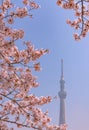 Tokyo Skytree Tower with cherry blossoms in full bloom at Sumida Park. Royalty Free Stock Photo