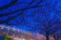 Tokyo Stadium (Ajinomoto Stadium) and Sakura Royalty Free Stock Photo