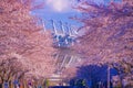 Tokyo Stadium (Ajinomoto Stadium) and Sakura