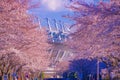 Tokyo Stadium (Ajinomoto Stadium) and Sakura Royalty Free Stock Photo