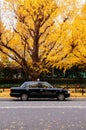 Tokyo Taxi on yellow ginkgo tree street Jingu gaien avanue