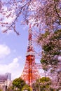 Tokyo tower with sakura foreground in spring time at Tokyo Royalty Free Stock Photo
