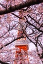Tokyo tower with sakura foreground in spring time at Tokyo Royalty Free Stock Photo