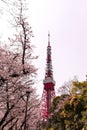 Tokyo tower with sakura foreground in spring time at Tokyo Royalty Free Stock Photo