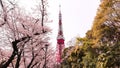 Tokyo tower with sakura foreground in spring time at Tokyo Royalty Free Stock Photo