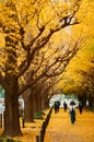 Tokyo yellow ginkgo tree street Jingu gaien avanue in autumn