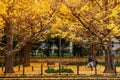 Tokyo yellow ginkgo tree street Jingu gaien avanue in autumn and people riding bicycle on sidewalk Royalty Free Stock Photo