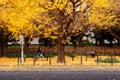 Tokyo yellow ginkgo tree street Jingu gaien avanue in autumn and people sit on bench