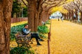 Tokyo yellow ginkgo tree street Jingu gaien avanue in autumn and people sit on bench