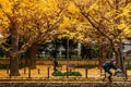 Tokyo yellow ginkgo tree street Jingu gaien avanue in autumn and people walking, riding bicycle on street