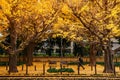 Tokyo yellow ginkgo tree street Jingu gaien avanue in autumn and people walking on sidewalk