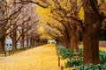 Tokyo yellow ginkgo tree street Jingu Gaien avanue in autumn