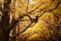 Tokyo yellow ginkgo tree street Jingu Gaien avanue in autumn