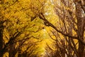 Tokyo yellow ginkgo tree street Jingu Gaien avanue in autumn