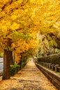 Tokyo yellow ginkgo tree street near Jingu gaien avanue in autumn