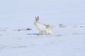 The tolai hare Lepus tolai runs in the snow in early spring looking for food.