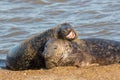 Tolerating stupidity. Funny animal meme image of two seals Royalty Free Stock Photo