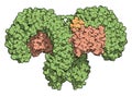 Toll-like receptor 4 (TLR4, extracellular domain) bound to lipopolysaccharide (LPS) and MD-2. Involved in activating the innate