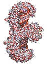 Toll-like receptor 3 (TLR3, murine, ectodomain) protein, bound to double-stranded RNA. Involved in host defense against viruses.