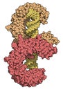 Toll-like receptor 3 (TLR3, murine, ectodomain) protein, bound to double-stranded RNA. Involved in host defense against viruses.