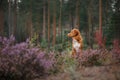 Toller dog in heather colors. walk with a pet in the forest. Journey