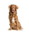 Toller dog sitting in front of white background