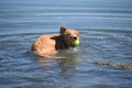 Toller Puppy Retrieving a Green Tennis Ball in the Ocean Royalty Free Stock Photo