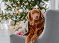 Toller retriever in Christmas time