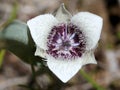Tolmie Star-tulip - Calochortus tolmiei Royalty Free Stock Photo