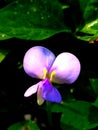 Tolo bean flower from the foot of the mountain