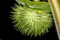 Toloache, pricklyburr, famous holy plant, thorny apple Royalty Free Stock Photo