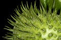 Toloache, pricklyburr, famous holy plant, thorny apple Royalty Free Stock Photo