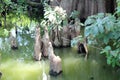 Toltec Mounds - Cypress Knees. Royalty Free Stock Photo