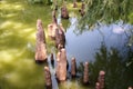 Toltec Mounds - Cypress Knees. Royalty Free Stock Photo