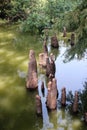 Toltec Mounds - Cypress Knees. Royalty Free Stock Photo