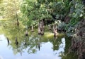 Toltec Mounds - Cypress Knees. Royalty Free Stock Photo