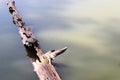 Toltec Mounds - Turtle on a log. Royalty Free Stock Photo