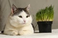 Tom male funny cat eating grass from pot Royalty Free Stock Photo