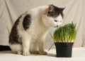 Tom male funny cat eating grass from pot Royalty Free Stock Photo