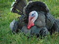 Tom Turkey Royalty Free Stock Photo