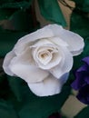 Tomar paper flowers decorations