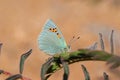 Tomares romanovi, or Romanoff`s hairstreak butterfly , butterflies of Iran Royalty Free Stock Photo