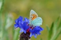 Tomares romanovi, or Romanoff`s hairstreak butterfly