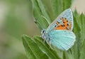 Tomares romanovi, or Romanoff`s hairstreak butterfly Royalty Free Stock Photo