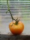 Tomat in the garden greenhouse