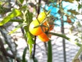 Tomate pequeÃÂ±o planta rojo