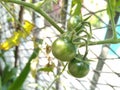 Tomate verde verdura