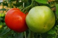 Tomates Royalty Free Stock Photo