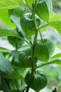 Tomatillo on a branch in the garden