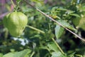 Tomatillo on a branch with rain droplets, skin layer on